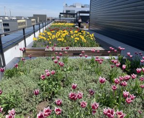 The public can chooses The Green Roof of the year 2021. Get involved too! and vote for the Budova B